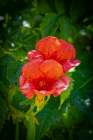 USA, Colorado, Fort Collins. Trumpet flower close-up. Art Print
